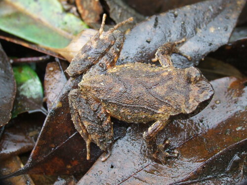 Asian Mountain Toad, Ophryophryne microstoma