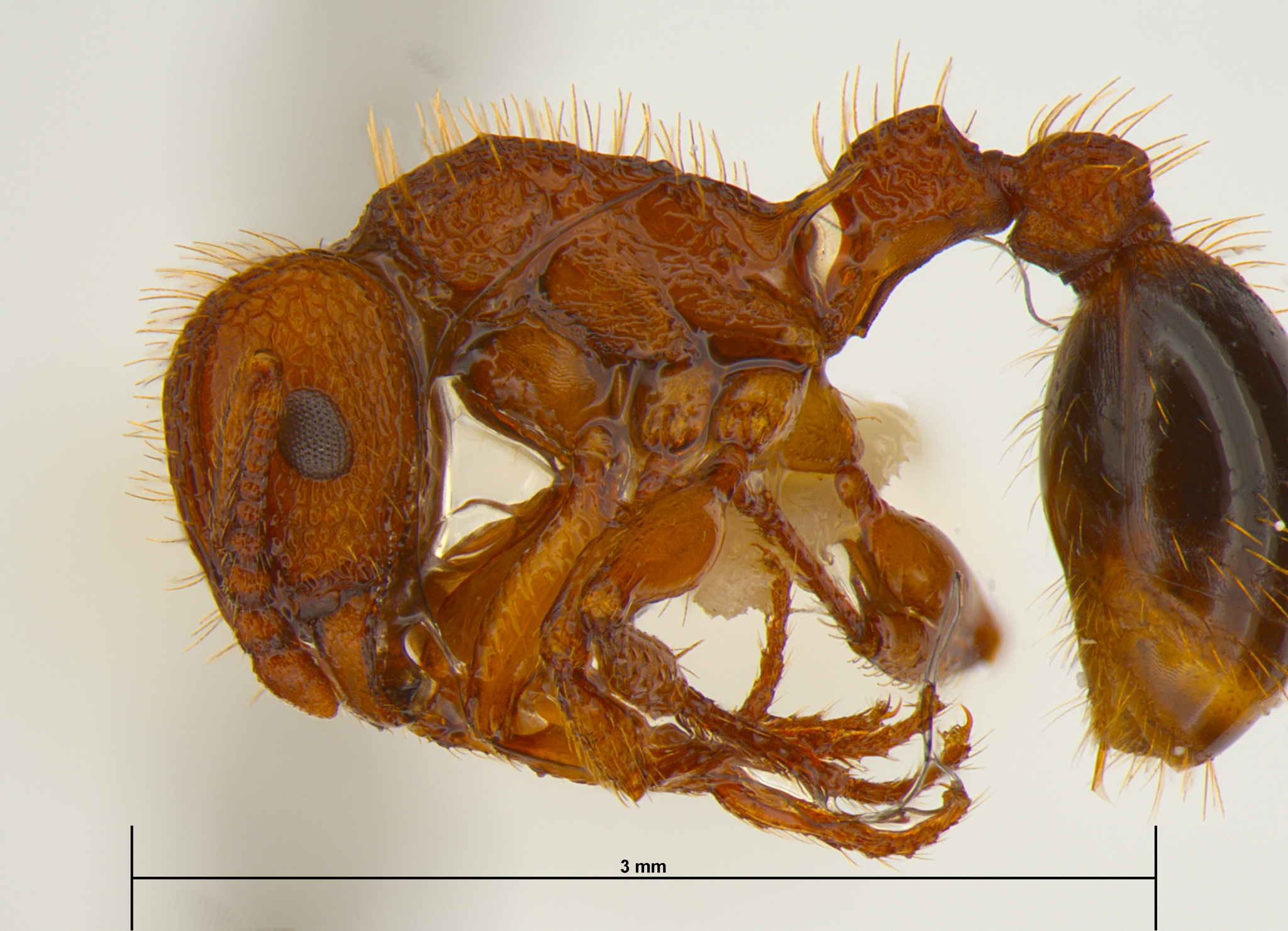 Tetramorium cristatum