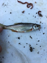 Alburnoides bipunctatus