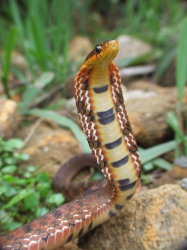 (Large-eyed or) Big-eyed Bamboo Snake, Pseudoxenodon macrops