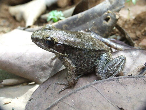 Black-spotted Frog, Hylarana nigrovittata