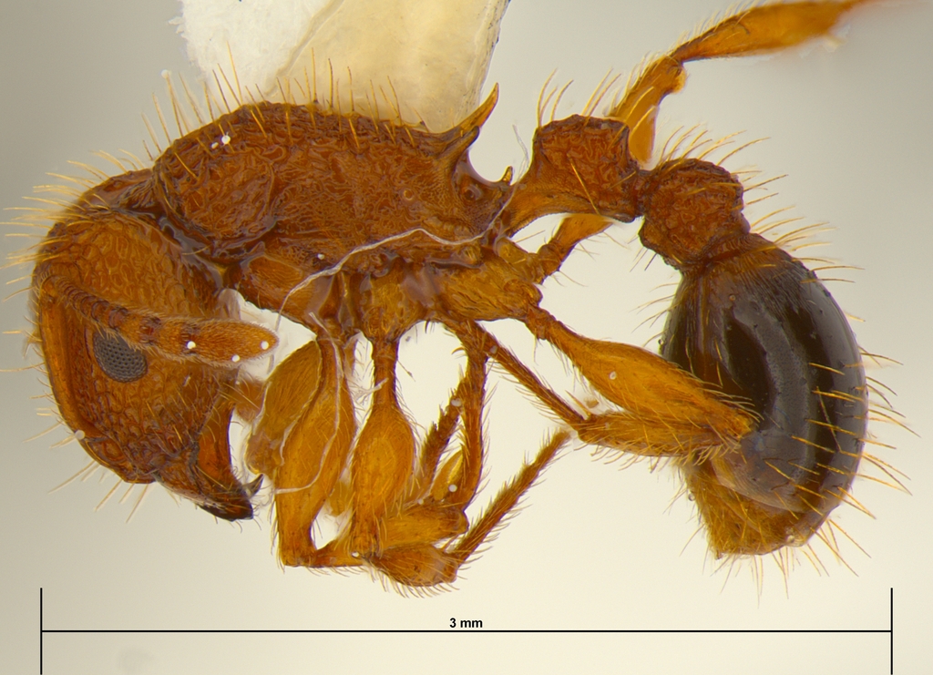 Tetramorium cristatum