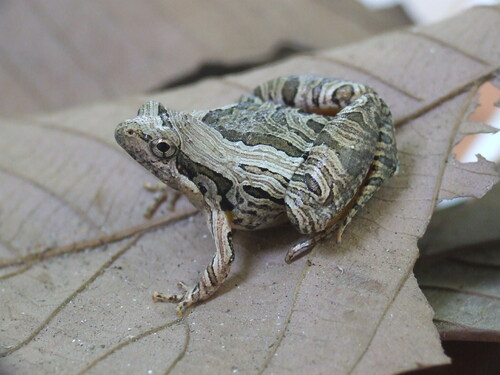 Beautiful Pygmy Frog, Microhyla pulchra