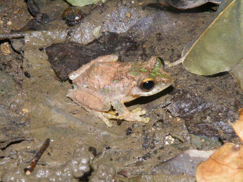 Thao Asian Treefrog, Kurixalus verrucosus
