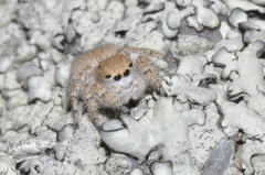 Aelurillus luctuosus