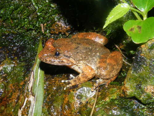 Poilan's Wart Frog, Limnonectes poilani