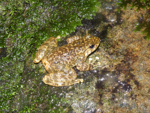 Chinese Sucker Frog, Amolops ricketti