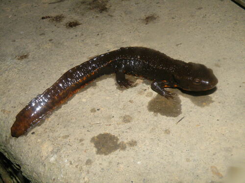 Tam Dao Newt, Paramesotriton deloustali