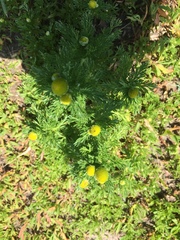 Matricaria discoidea