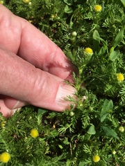 Matricaria discoidea