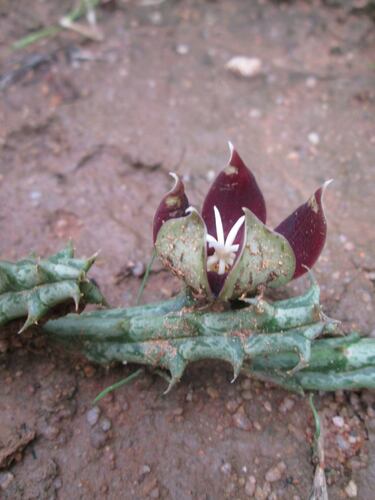 Piaranthus foetidus N.E.Br.