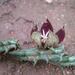 Piaranthus atrosanguineus - Photo no rights reserved, uploaded by Botswanabugs