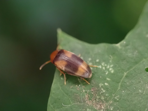 Cyrtanaspis phalerata