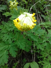 Corydalis nobilis