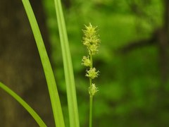 Carex stipata