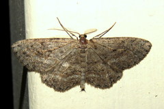 Zermizinga sinuata