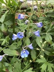 Delphinium variegatum