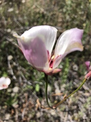 Calochortus dunnii
