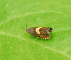 Dichrorampha alpinana