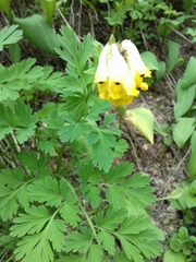 Corydalis nobilis