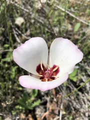 Calochortus dunnii