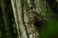 Cebuella pygmaea