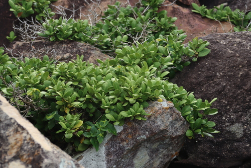 Image of Pavetta revoluta by (c) Tony Rebelo, some rights reserved (CC BY-SA)