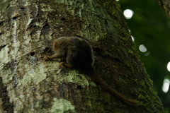 Cebuella pygmaea