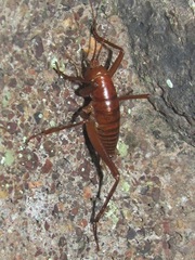 Udeopsylla robusta