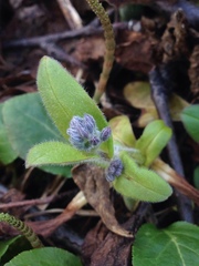 Myosotis decumbens