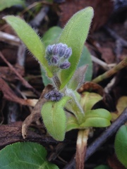 Myosotis decumbens
