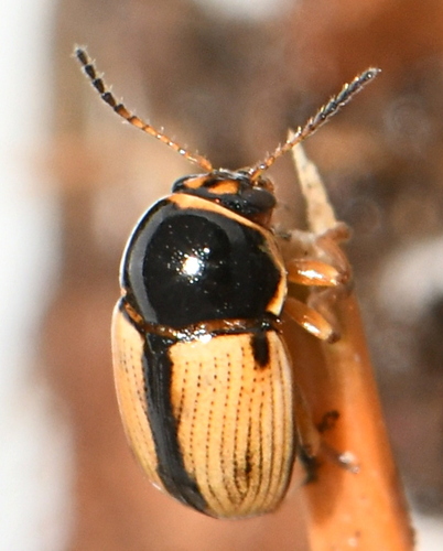 Cryptocephalus pygmaeus