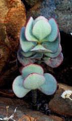 Crassula arborescens