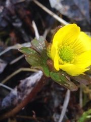 Ranunculus nivalis