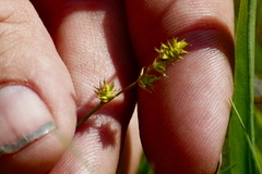 Carex echinata
