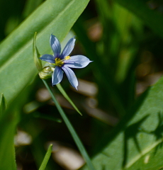 Sisyrinchium albidum