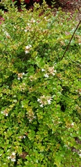 Abelia × grandiflora