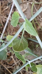 Tripudia balteata
