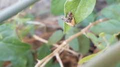 Tripudia balteata