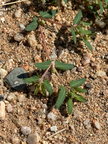 Image of Euphorbia rayturneri by (c) CK2AZ, some rights reserved (CC BY)