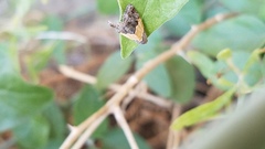 Tripudia balteata