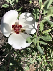 Calochortus dunnii