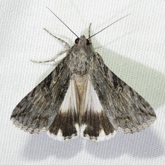 Melipotis jucunda