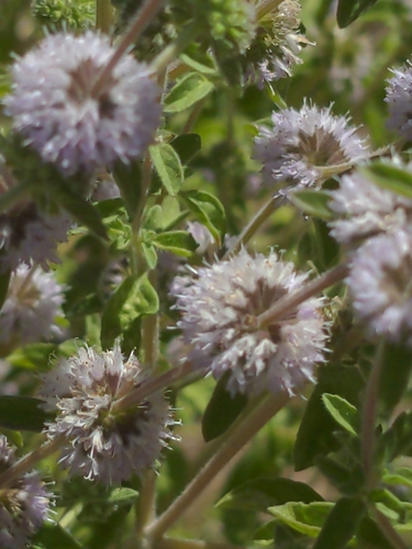 iNaturalist observation photo of mints