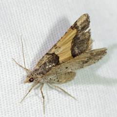 Frederickia hypaethrata