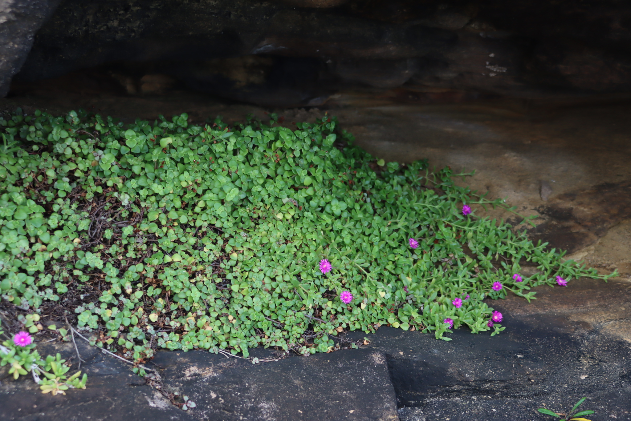 Delosperma abbottii