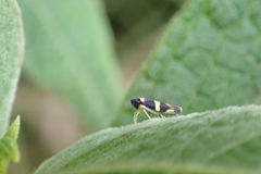 Microgoniella