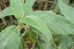 Microgoniella