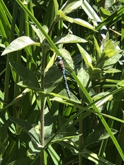 Rhionaeschna californica