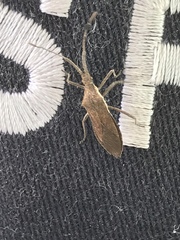 Chariesterus antennator